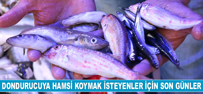 Karadeniz’de sezon balıkları uygun fiyata alıcılarını bekliyor