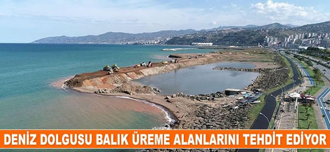 Karadeniz'de deniz dolgusu balık üreme alanlarını tehdit ediyor