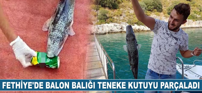 Balon balığı teneke kutuyu parçaladı