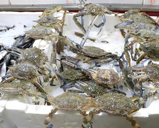 Denizi olmayan kentte yengece rağbet arttı