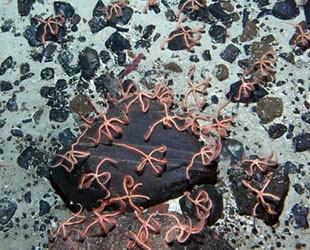 Okyanusun dibinde deniz yıldızı benzeri canlıların gizemli dünyası keşfedildi