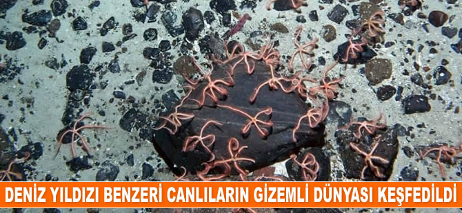 Okyanusun dibinde deniz yıldızı benzeri canlıların gizemli dünyası keşfedildi