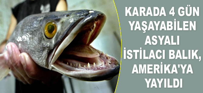 Karada 4 gün yaşayabilen Asyalı istilacı balık, Amerika'ya yayıldı