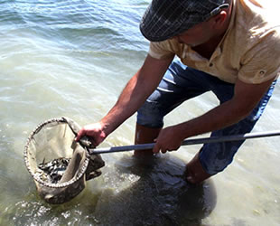 Barajlara 1 milyon 420 bin yavru balık bırakıldı