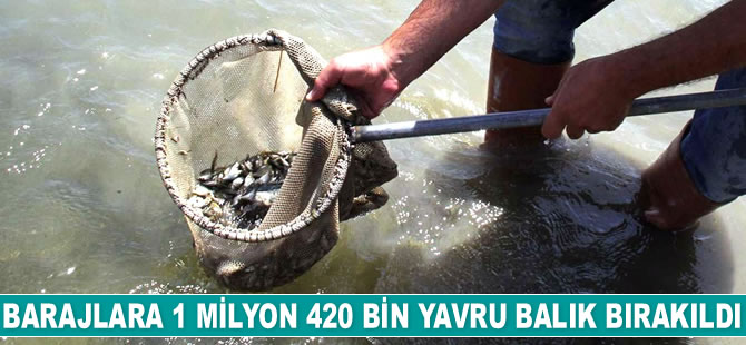 Barajlara 1 milyon 420 bin yavru balık bırakıldı