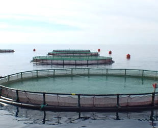 Su ürünleri ihracatı yeni üretim alanlarıyla artırılacak