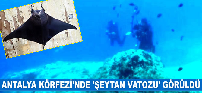 Antalya Körfezi'nde şeytan vatozu’ görüldü