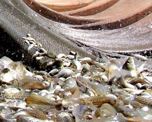 Denizi olmayan Manisa'nın yüzü balıkçılıkla gülecek