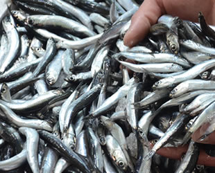 Karadeniz'de hamsi bereketi yüz güldürüyor