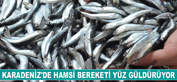Karadeniz'de hamsi bereketi yüz güldürüyor