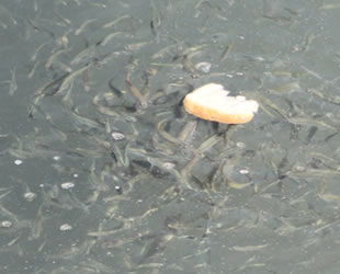 Bayburt’ta nehirde mahsur kalan balıkları vatandaşlar besliyor