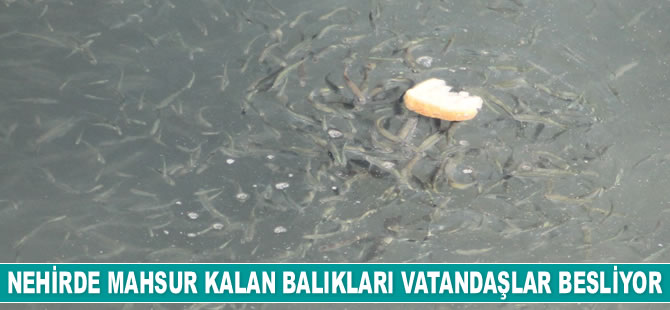 Bayburt’ta nehirde mahsur kalan balıkları vatandaşlar besliyor