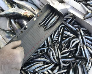 Ordu'da 2019 yılında 747 su ürünleri denetimi yapıldı