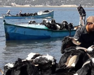 Keçi sürüleri adaya balıkçı tekneleriyle taşındı