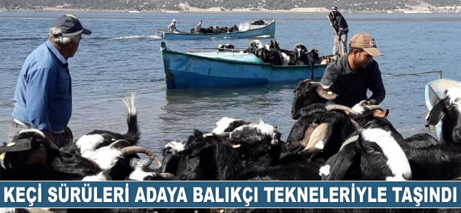 Keçi sürüleri adaya balıkçı tekneleriyle taşındı