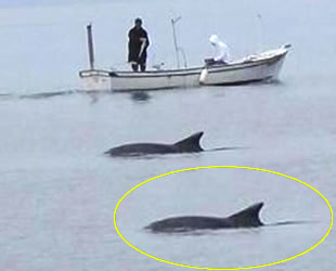 Karadeniz’de amatör olta balıkçıları, yunus sürpriziyle karşılaştı