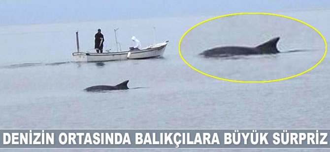 Karadeniz’de amatör olta balıkçıları, yunus sürpriziyle karşılaştı