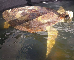 Astrid isimli caretta caretta 4 yıl sonra sağlığına kavuştu
