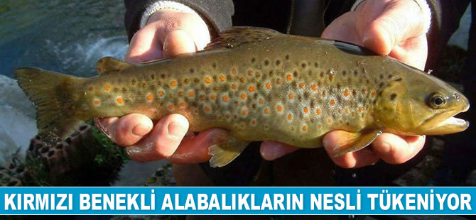 Kırmızı benekli alabalıkların nesli tükeniyor