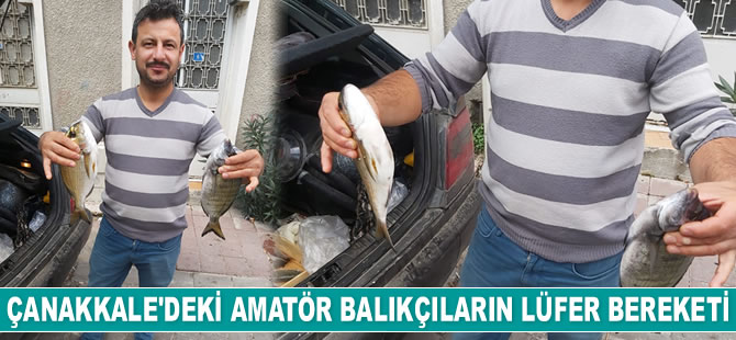 Çanakkale'deki amatör balıkçılar, lüfer bereketi yaşıyor