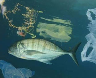 Balıkların yüzde 44'ünde mikroplastik bulundu