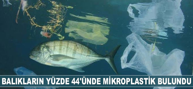 Balıkların yüzde 44'ünde mikroplastik bulundu