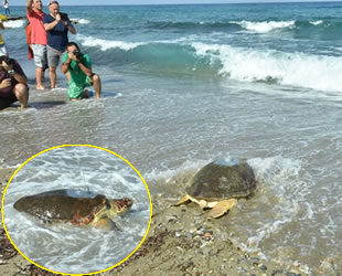 Tedavi edilen ‘Astrid’ isimli caretta denize bırakıldı