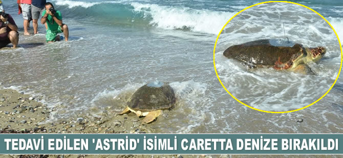 Tedavi edilen ‘Astrid’ isimli caretta denize bırakıldı