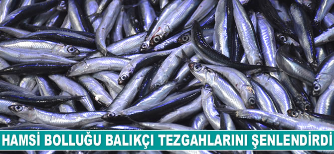 Hamsi bolluğu tezgahları şenlendirdi
