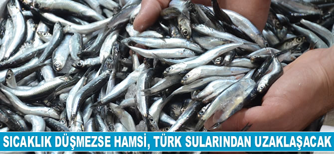 Deniz suyu sıcaklığı düşmezse hamsi, Türk sularından uzaklaşacak