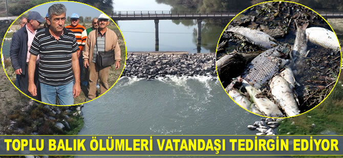 Susurluk Çayı’nda toplu balık ölümleri yaşandı