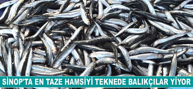 Hamsinin en tazesini balıkçılar yiyor