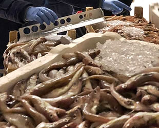 Boy yasaklarına uymayan 8,5 ton balığa el konuldu