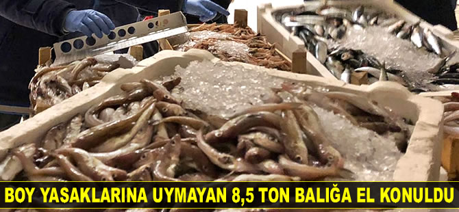 Boy yasaklarına uymayan 8,5 ton balığa el konuldu