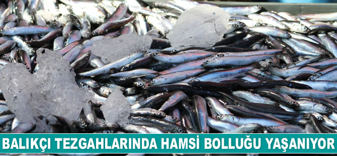 Karadeniz’de hamsi bolluğu yaşanıyor
