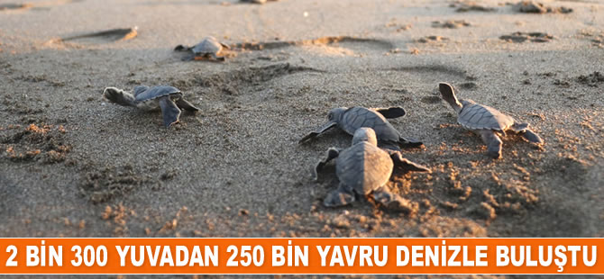 Mersin’de 250 bin yavru deniz kaplumbağası denizle buluştu