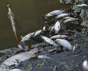 Bursa'da balık ölümleri devam ediyor