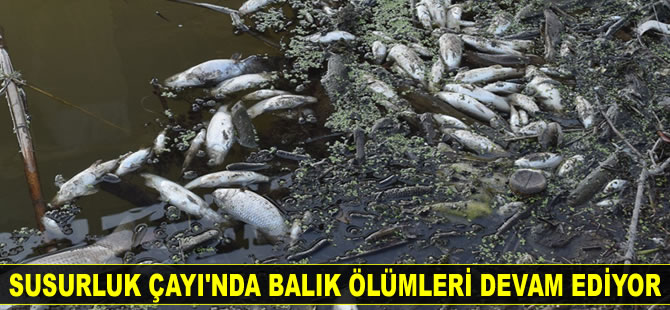 Bursa'da balık ölümleri devam ediyor