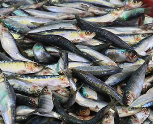 Deniz suyunun soğuması balıkçıların yüzünü güldürdü