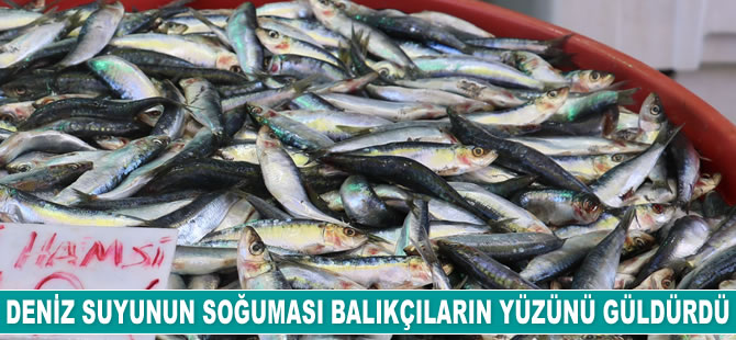 Deniz suyunun soğuması balıkçıların yüzünü güldürdü