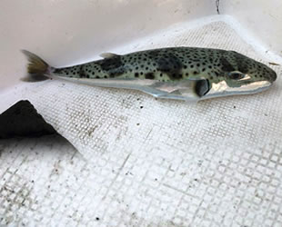 Gökova Körfezi'nde 'balon balığı' yakalandı