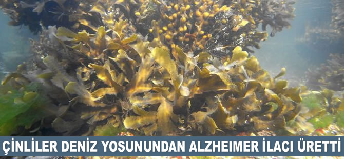 Çinliler deniz yosunundan alzheimer ilacı üretti