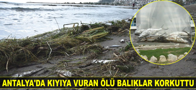 Antalya'da ölü balıklar kıyıya vurdu