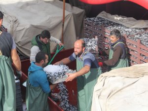 Balıkçı tekneleri hamsi dolu ambarlarla limana dönüyor