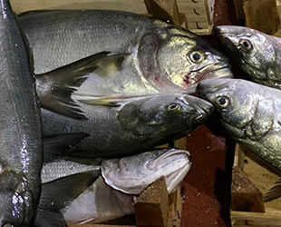 Son yılların en kötü balık sezonu yaşanıyor