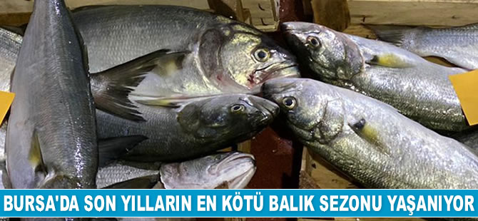 Son yılların en kötü balık sezonu yaşanıyor