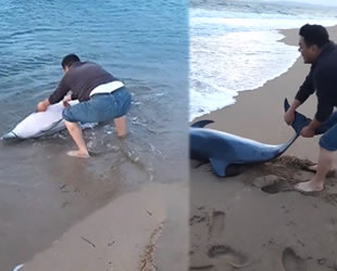Geyikli’de kıyıya vuran yunus balığı kurtarıldı