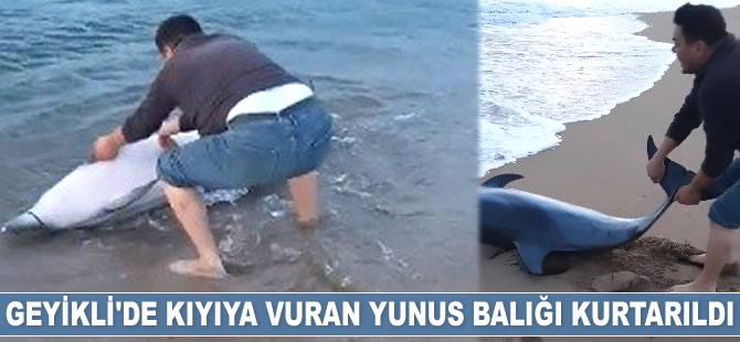 Geyikli’de kıyıya vuran yunus balığı kurtarıldı
