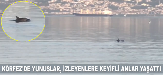 İzmit Körfezi'nde yunuslar, izleyenlere keyifli anlar yaşattı