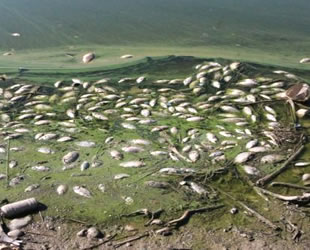Çelikhan’daki balık ölümleri Meclis’e taşıdı